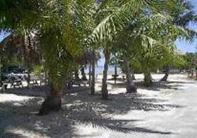 A group of palm trees next to a tree

Description automatically generated