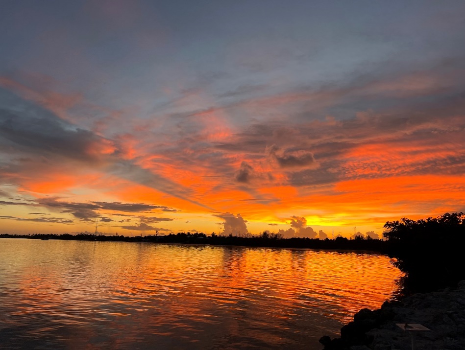 A picture containing text, tree, outdoor, plant
Description automatically generated